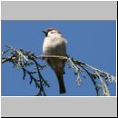 Passer montanus - Feldsperling 07.jpg